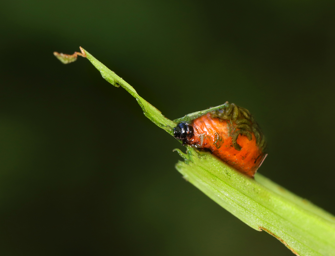 Lily Leaf Beetle Larvae - Lilioceris lilii These beetle larvae carry their poo on their backs to deter predators, which is quite brilliant. I was trying to carefully take photos of them, but was not careful enough as I got their poop smeared all over my hand. I was so grateful that the surrounding ferns were still covered in morning dew and proceeded to frantically wipe my hand off on them.<br />
<figure class="photo"><a href="https://www.jungledragon.com/image/161253/lily_leaf_beetle_larvae_-_lilioceris_lilii.html" title="Lily Leaf Beetle Larvae - Lilioceris lilii"><img src="https://s3.amazonaws.com/media.jungledragon.com/images/3232/161253_thumb.jpg?AWSAccessKeyId=05GMT0V3GWVNE7GGM1R2&Expires=1759968010&Signature=fXd2gRpz%2FXRUvgmEOnEWsGmFf%2Fc%3D" width="200" height="152" alt="Lily Leaf Beetle Larvae - Lilioceris lilii These beetle larvae carry their poo on their backs to deter predators, which is quite brilliant. I was trying to carefully take photos of them, but was not careful enough as I got their poop smeared all over my hand. I was so grateful that the surrounding ferns were still covered in morning dew and proceeded to frantically wipe my hand off on them.  <br />
https://www.jungledragon.com/image/161252/lily_leaf_beetle_larvae_-_lilioceris_lilii.html Geotagged,Lilioceris,Lilioceris lilii,Lily leaf beetle,Spring,United States,larva,larvae" /></a></figure> Geotagged,Lilioceris lilii,Lily leaf beetle,Spring,United States