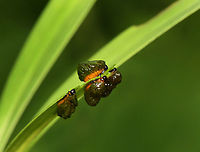 Lily Leaf Beetle Larvae - Lilioceris lilii These beetle larvae carry their poo on their backs to deter predators, which is quite brilliant. I was trying to carefully take photos of them, but was not careful enough as I got their poop smeared all over my hand. I was so grateful that the surrounding ferns were still covered in morning dew and proceeded to frantically wipe my hand off on them. <br />
https://www.jungledragon.com/image/161252/lily_leaf_beetle_larvae_-_lilioceris_lilii.html Geotagged,Lilioceris,Lilioceris lilii,Lily leaf beetle,Spring,United States,larva,larvae