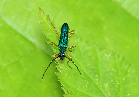 Oak Bark Scaler - Encyclops caeruleus Shiny, happy beetle.

Habitat: Deciduous forest Encyclops caeruleus,Geotagged,Oak Bark Scaler,Spring,United States,beetle,cerambycidae,encyclops