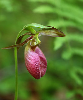 Pink Lady's Slipper - Cypripedium acaule Habitat: Mesic, mixed forest Cypripedium acaule,Geotagged,Pink Lady's Slipper,Spring,United States