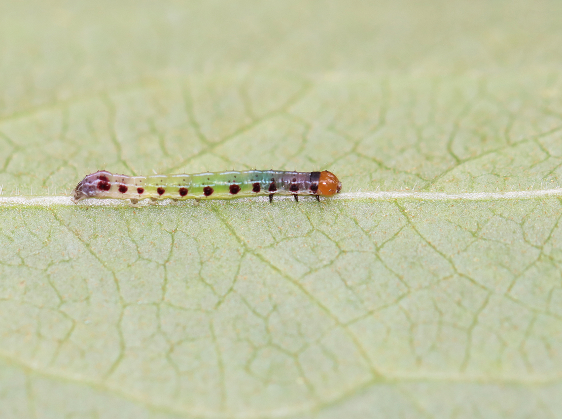 Confused Woodgrain Caterpillar - Morrisonia confusa Such a pretty caterpillar!<br />
<br />
Habitat: Vegetation next to a pond Confused Woodgrain,Geotagged,Morrisonia,Morrisonia confusa,Spring,United States,caterpillar,larva