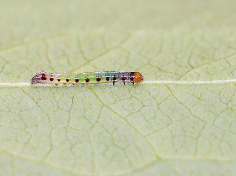 Confused Woodgrain Caterpillar - Morrisonia confusa Such a pretty caterpillar!

Habitat: Vegetation next to a pond Confused Woodgrain,Geotagged,Morrisonia,Morrisonia confusa,Spring,United States,caterpillar,larva