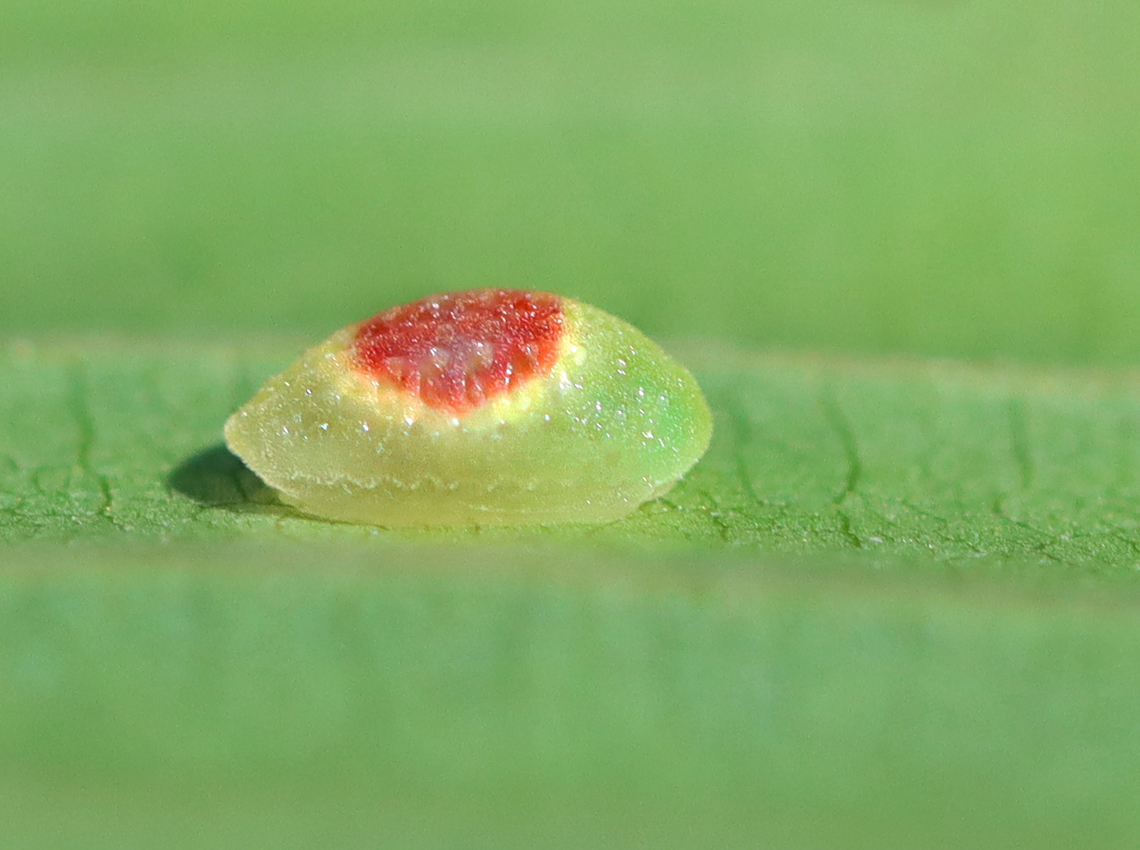 Larva - Tortricidia sp. I haven&#039;t been able to ID this tiny baby to species-level.<br />
<figure class="photo"><a href="https://www.jungledragon.com/image/162737/larva_-_tortricidia_sp.html" title="Larva - Tortricidia sp."><img src="https://s3.amazonaws.com/media.jungledragon.com/images/3232/162737_thumb.jpg?AWSAccessKeyId=05GMT0V3GWVNE7GGM1R2&Expires=1759968010&Signature=2vjPhT2LmqRf0hhRqeLpWtR1E%2FE%3D" width="200" height="130" alt="Larva - Tortricidia sp. I haven&#039;t been able to ID this tiny baby to species-level.<br />
https://www.jungledragon.com/image/162734/larva_-_tortricidia_sp.html Geotagged,Summer,United States" /></a></figure><br />
 Geotagged,Summer,Tortricidia,United States,caterpillar,larva