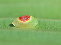 Larva - Tortricidia sp. I haven't been able to ID this tiny baby to species-level.<br />
https://www.jungledragon.com/image/162737/larva_-_tortricidia_sp.html<br />
Geotagged,Summer,Tortricidia,United States,caterpillar,larva