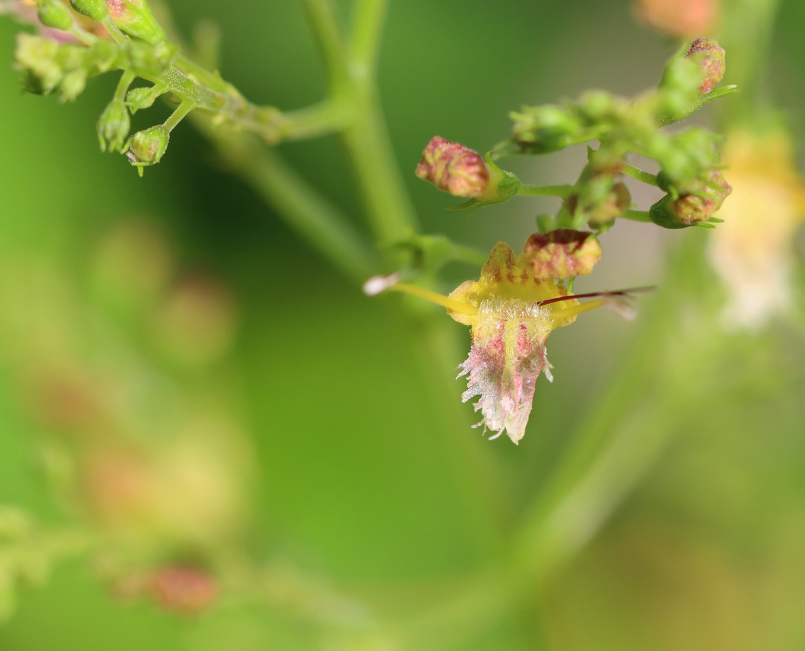Richweed - Collinsonia canadensis Smells like lemon, but sadly does not taste like lemon. Collinsonia canadensis,Geotagged,Richweed,Summer,United States