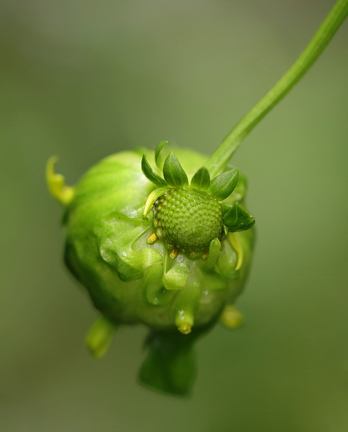 Midge Gall - Asphondylia rudbeckiaeconspicua Host: Rudbeckia sp. Asphondylia,Asphondylia rudbeckiaeconspicua,Geotagged,Summer,United States,gall