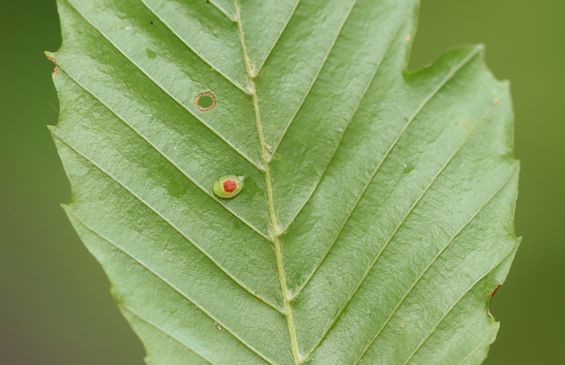 Larva - Tortricidia sp. I haven't been able to ID this tiny baby to species-level.<br />
<figure class="photo"><a href="https://www.jungledragon.com/image/162734/larva_-_tortricidia_sp.html" title="Larva - Tortricidia sp."><img src="https://s3.amazonaws.com/media.jungledragon.com/images/3232/162734_thumb.jpg?AWSAccessKeyId=05GMT0V3GWVNE7GGM1R2&Expires=1769040010&Signature=RK0EpLyYMNkZXccu2Z26Hx6WkoU%3D" width="200" height="150" alt="Larva - Tortricidia sp. I haven't been able to ID this tiny baby to species-level.<br />
https://www.jungledragon.com/image/162737/larva_-_tortricidia_sp.html<br />
 Geotagged,Summer,Tortricidia,United States,caterpillar,larva" /></a></figure> Geotagged,Summer,United States