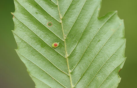 Larva - Tortricidia sp. I haven't been able to ID this tiny baby to species-level.
https://www.jungledragon.com/image/162734/larva_-_tortricidia_sp.html Geotagged,Summer,United States