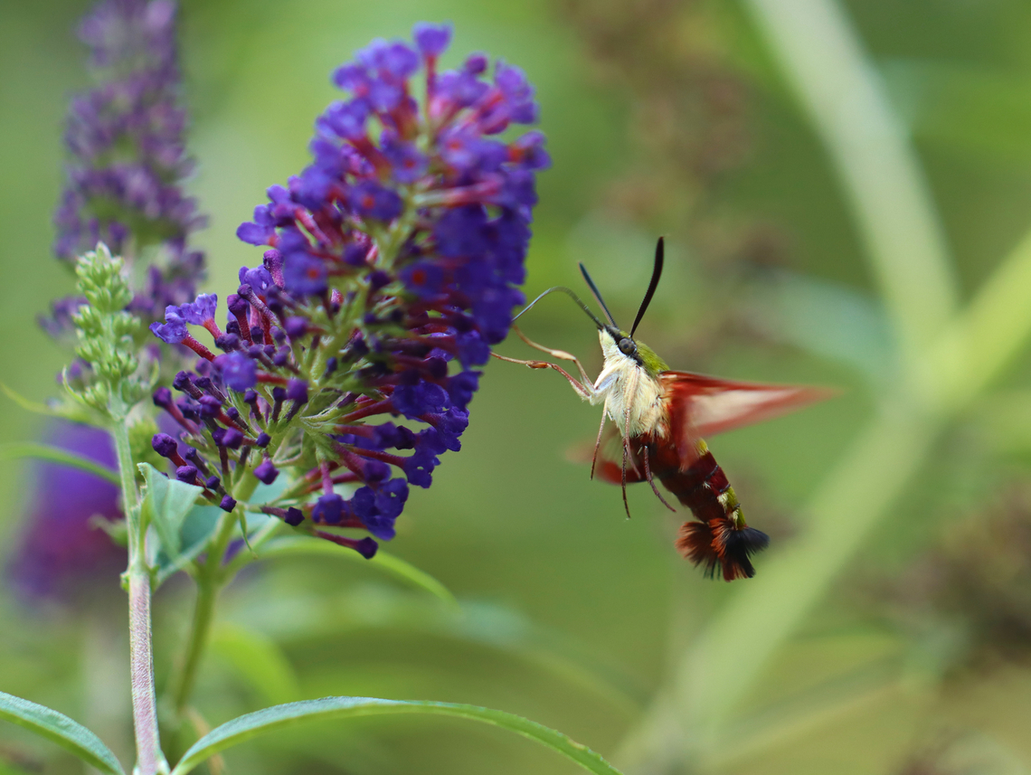 Hummingbird Moth - Hemaris thysbe Habitat: Garden Geotagged,Hemaris thysbe,Hummingbird Clearwing,Summer,United States,moth