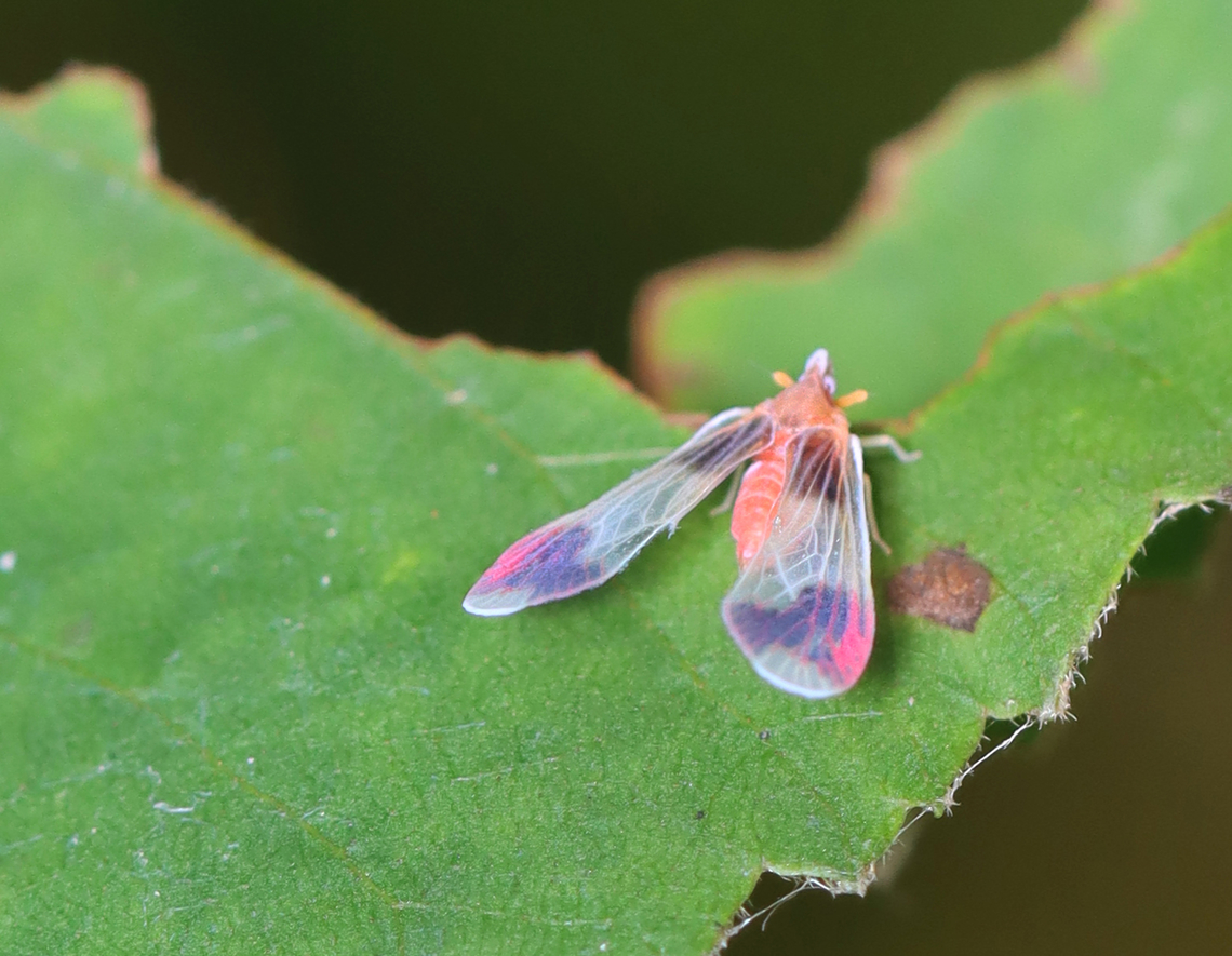 Planthopper - Anotia uhleri I've never seen this species before this summer, but am suddenly seeing lots of them. Anotia,Anotia uhleri,Geotagged,Summer,United States,planthopper
