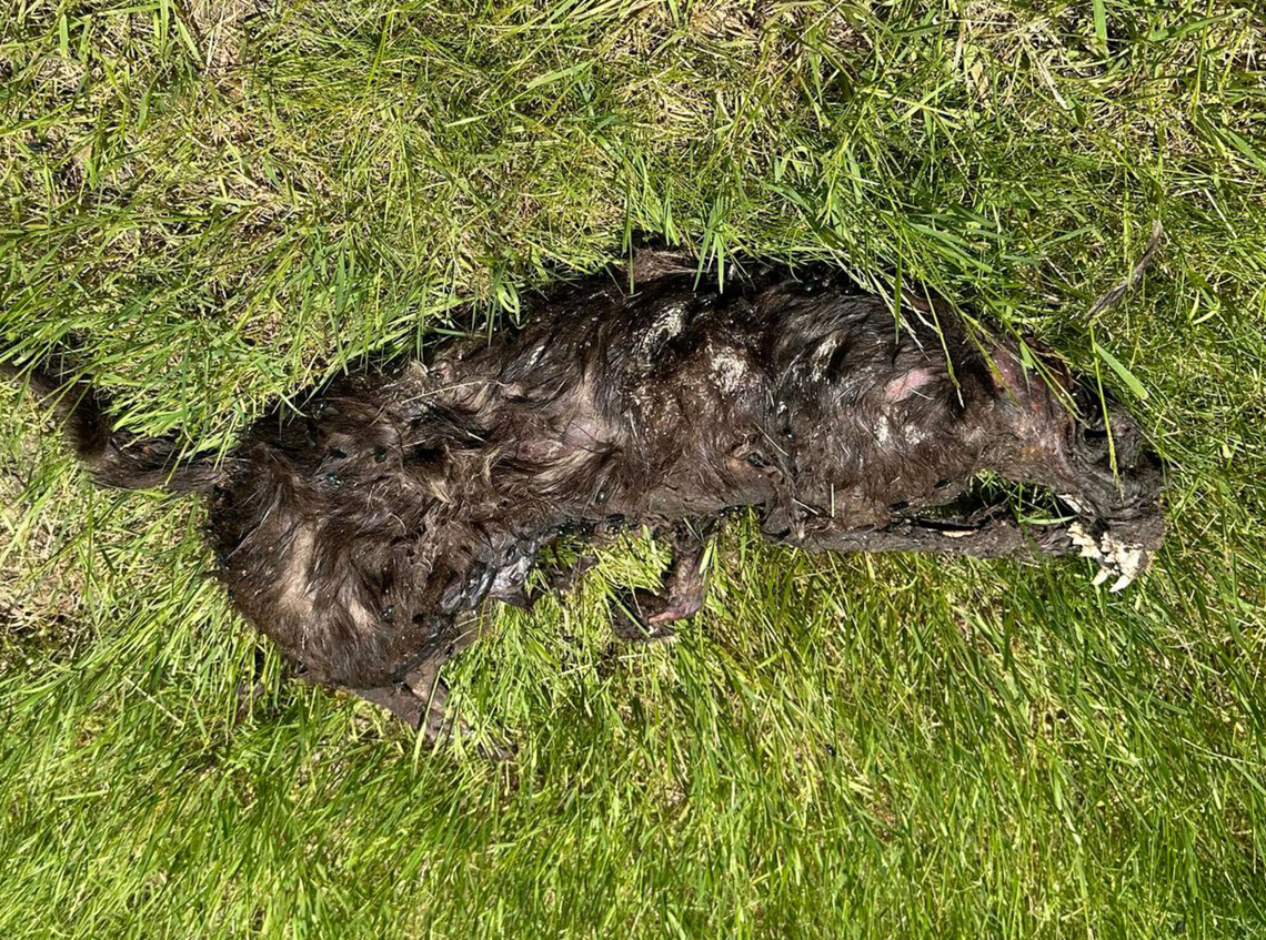 Fisher - Pekania pennanti Sorry, this is very gross. The poor thing was probably killed by a bobcat. Zoom in on the teeth!<br />
<br />
Habitat: Wooded backyard Fisher (animal),Geotagged,Pekania,Pekania pennanti,United States,fisher