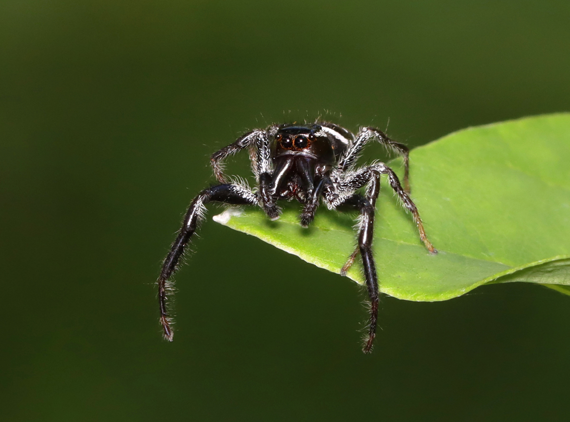 Golden Jumping Spider - Paraphidippus aurantius <section class="video"><iframe width="448" height="252" src="https://player.vimeo.com/video/983952940?title=0&byline=0&portrait=0" frameborder="0"></iframe></section><br />
<br />
Habitat: Pondside Geotagged,Golden Jumping Spider,Paraphidippus aurantius,Summer,United States