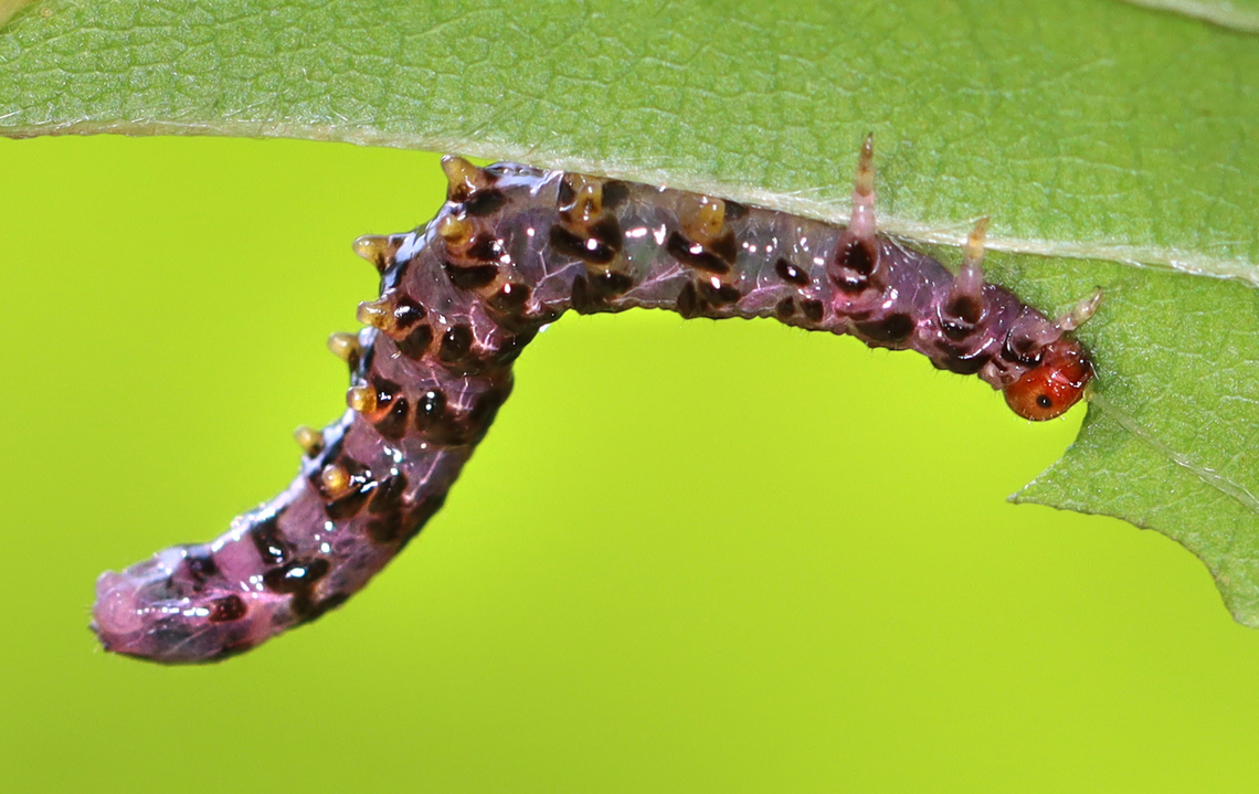 Sawfly Larva - Subfamily Nematinae <section class="video"><iframe width="448" height="252" src="https://player.vimeo.com/video/987765970?title=0&byline=0&portrait=0" frameborder="0"></iframe></section><br />
<br />
<figure class="photo"><a href="https://www.jungledragon.com/image/162743/sawfly_larva_-_subfamily_nematinae.html" title="Sawfly Larva - Subfamily Nematinae"><img src="https://s3.amazonaws.com/media.jungledragon.com/images/3232/162743_thumb.jpg?AWSAccessKeyId=05GMT0V3GWVNE7GGM1R2&Expires=1759968010&Signature=cvRUelM08GSdAh0fh287WloN78U%3D" width="134" height="152" alt="Sawfly Larva - Subfamily Nematinae https://vimeo.com/987765970<br />
<br />
https://www.jungledragon.com/image/162742/sawfly_larva_-_subfamily_nematinae.html Geotagged,Summer,United States,larva,sawfly" /></a></figure> Geotagged,Summer,United States