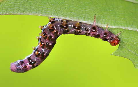 Sawfly Larva - Subfamily Nematinae https://vimeo.com/987765970

https://www.jungledragon.com/image/162743/sawfly_larva_-_subfamily_nematinae.html Geotagged,Summer,United States