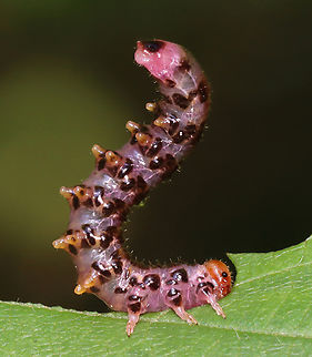 Sawfly Larva - Subfamily Nematinae https://vimeo.com/987765970

https://www.jungledragon.com/image/162742/sawfly_larva_-_subfamily_nematinae.html Geotagged,Summer,United States,larva,sawfly