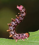 Sawfly Larva - Subfamily Nematinae https://vimeo.com/987765970<br />
<br />
https://www.jungledragon.com/image/162742/sawfly_larva_-_subfamily_nematinae.html Geotagged,Summer,United States,larva,sawfly