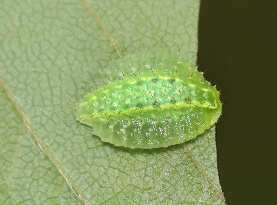 Ochre-winged Hag Moth Larva - Lithacodes fasciola  Geotagged,Lithacodes fasciola,Ochre-winged hag moth,Summer,United States,caterpillar,larva