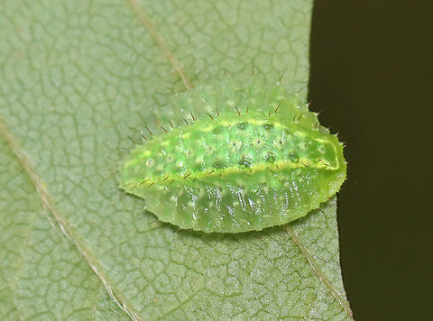 Ochre-winged Hag Moth Larva - Lithacodes fasciola  Geotagged,Lithacodes fasciola,Ochre-winged hag moth,Summer,United States,caterpillar,larva