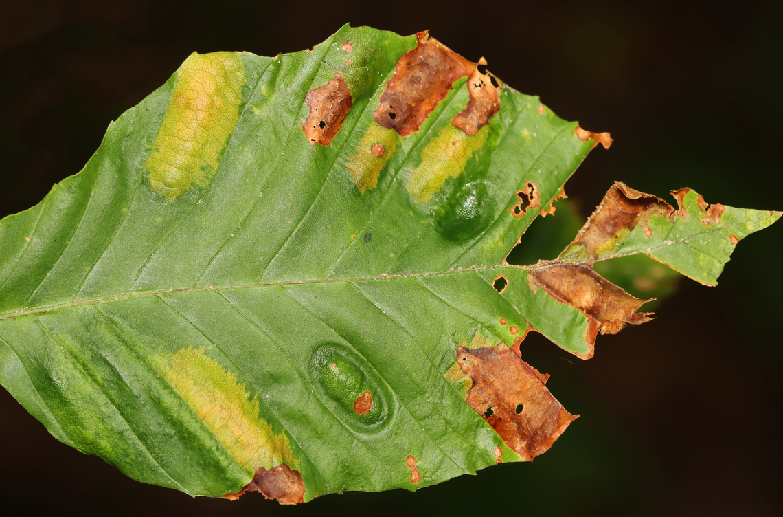 Beech Leaf Disease - Litylenchus crenatae Host: Fagus Beech Leaf Disease,Geotagged,Litylenchus crenatae,Litylenchus crenatae mccannii,Summer,United States,beech,fagus