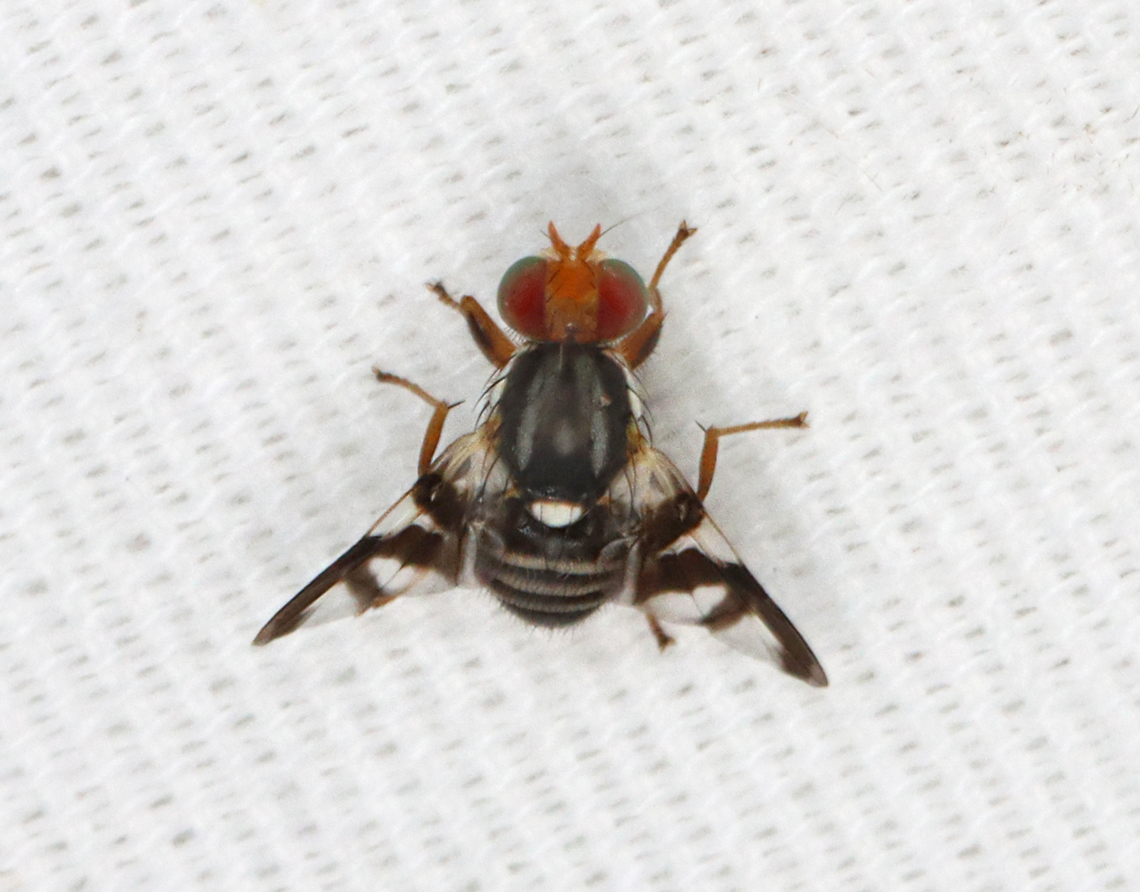 Apple Maggot Fly - Rhagoletis pomonella Apple trees are growing a stone's throw from my moth light. Apple maggot,Geotagged,Rhagoletis,Rhagoletis pomonella,Summer,United States,fly