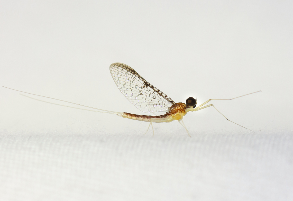 Mayfly - Leucrocuta hebe Habitat: Attracted to a moth light; semi-rural area Geotagged,Leucrocuta,Leucrocuta hebe,Summer,United States,mayfly