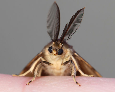 Spongy Moth - Lymantria dispar It's hard to dislike them when they are so cute. Geotagged,Lymantria,Lymantria dispar,Spongy Moth,Summer,United States,gypsy moth