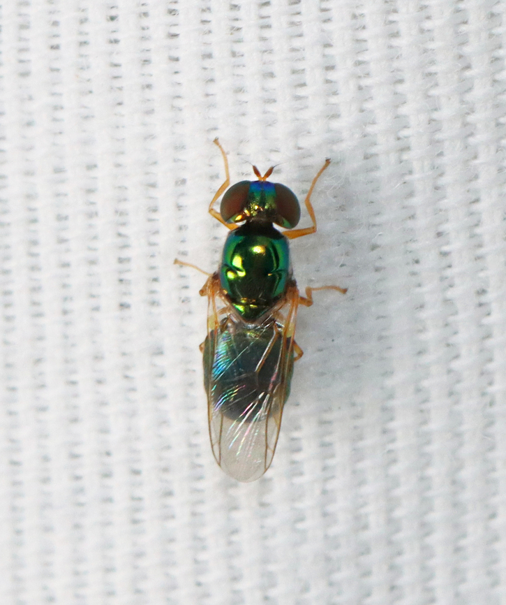 Black Horned Gem - Microchrysa polita Habitat: Attracted to 365+395 nm LED moth light Geotagged,Microchrysa,Microchrysa polita,Summer,United States,diptera,fly