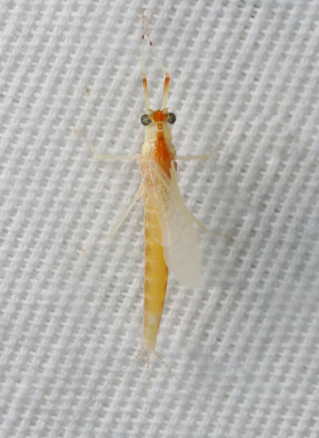 Walker's Tusked Sprawler - Anthopotamus verticis Habitat: Attracted by a 365+395 nm LED moth light Anthopotamus,Anthopotamus verticis,Geotagged,Summer,United States,Walker's Tusked Sprawler,mayfly