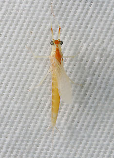 Walker's Tusked Sprawler - Anthopotamus verticis Habitat: Attracted by a 365+395 nm LED moth light Anthopotamus,Anthopotamus verticis,Geotagged,Summer,United States,Walker's Tusked Sprawler,mayfly
