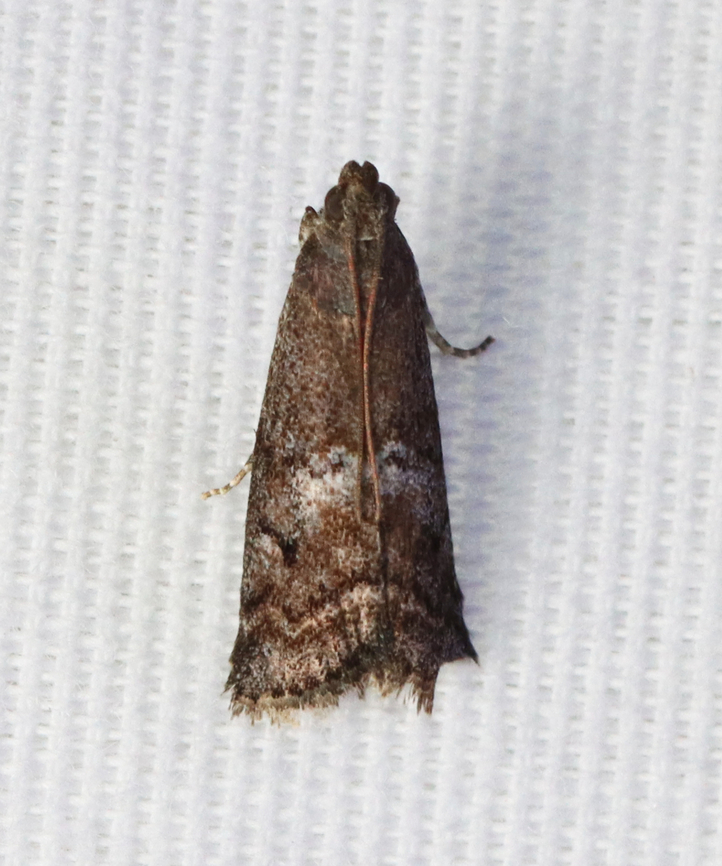 Snout Moth - Canarsia ulmiarrosorella Habitat: Attracted by a 365+395 nm LED Canarsia,Canarsia ulmiarrosorella,Geotagged,Summer,United States,moth