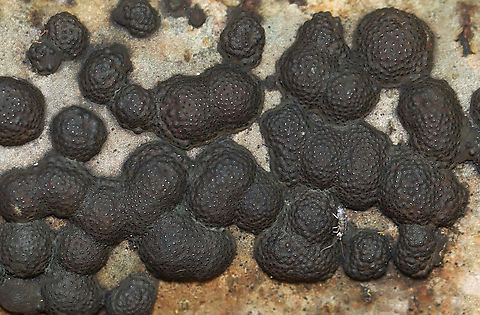 Annulohypoxylon annulatum