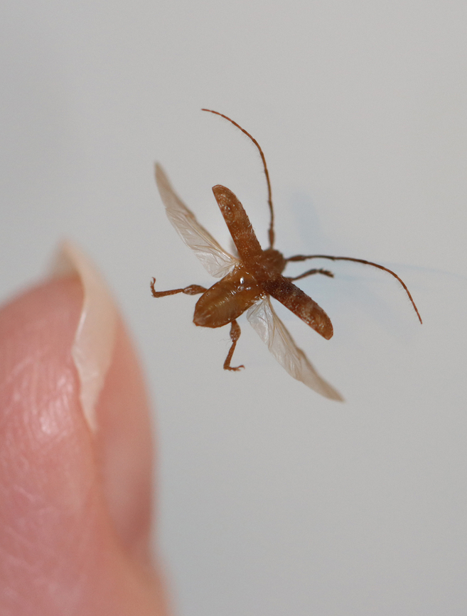Longhorn Beetle - Ecyrus dasycerus Habitat: Attracted to a 365+395 nm LED Ecyrus,Ecyrus dasycerus,Geotagged,Summer,United States,beetle