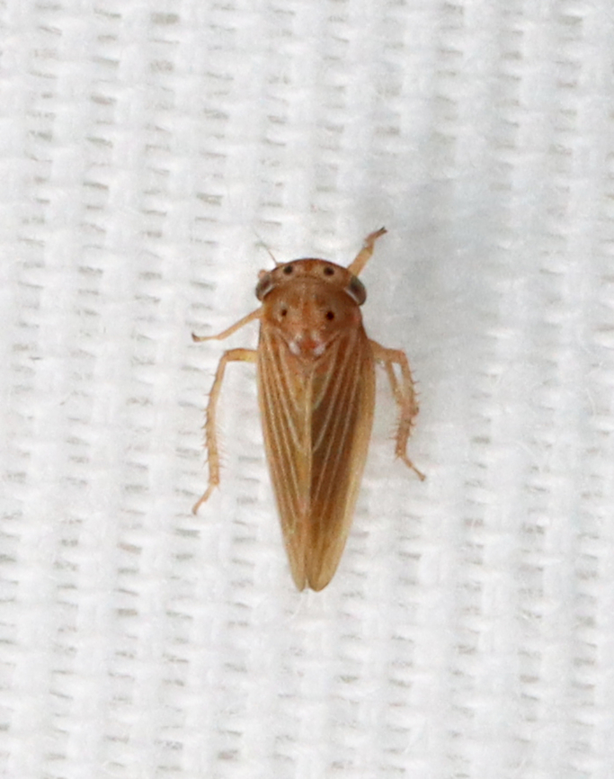 Leafhopper - Agallia constricta Habitat: Attracted to a 365+395 nm LED Agallia,Agallia constricta,Geotagged,Summer,United States