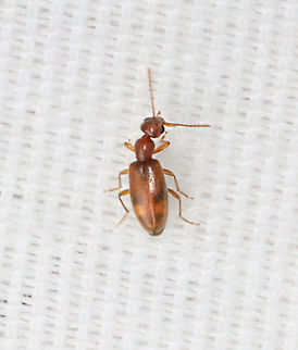 Cloudy Flower Beetle - Anthicus cervinus Habitat: Attracted to a 365+395 nm LED Anthicus cervinus,Cloudy Flower Beetle,Geotagged,Summer,United States