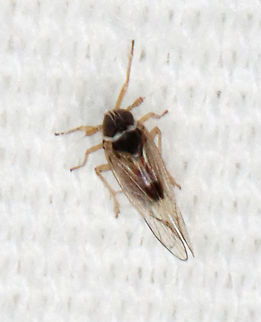Planthopper - Chionomus puellus Sorry for the poor quality with some of these photos! I've been struggling to get proper lighting at my moth light this summer. Chionomus puellus,Geotagged,Summer,United States