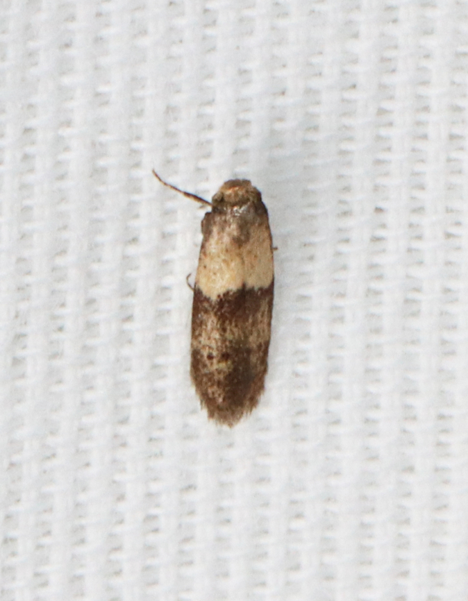 Pigritia laticapitella Habitat: Attracted to a 365+395 nm LED Geotagged,Pigritia laticapitella,Summer,United States,moth