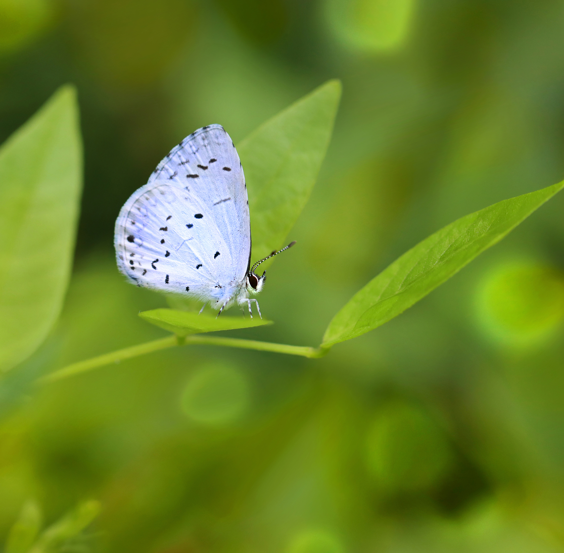 Summer Azure - Celastrina neglecta Love these <3.<br />
<br />
Habitat: Pondside in a mixed forest Celastrina,Celastrina neglecta,Geotagged,Summer,Summer Azure,United States,butterfly