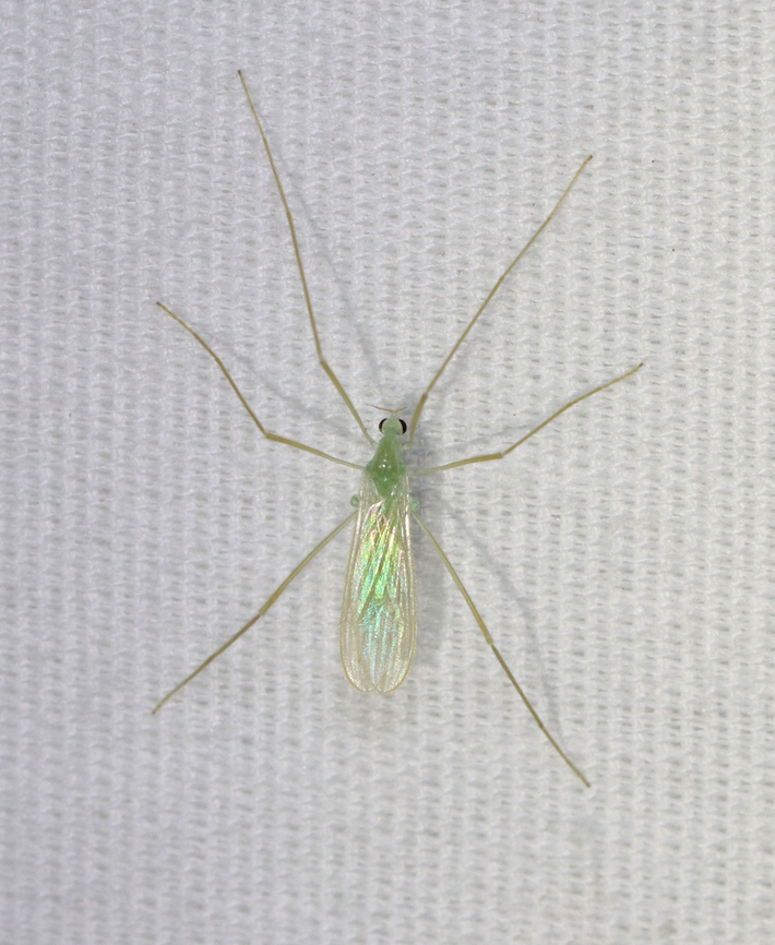 Crane Fly - Erioptera chlorophylla Attracted to a 365+395 nm LED light Erioptera chlorophylla,Erioptera chlorophylla complex,Geotagged,Summer,United States,crane fly,limoniidae