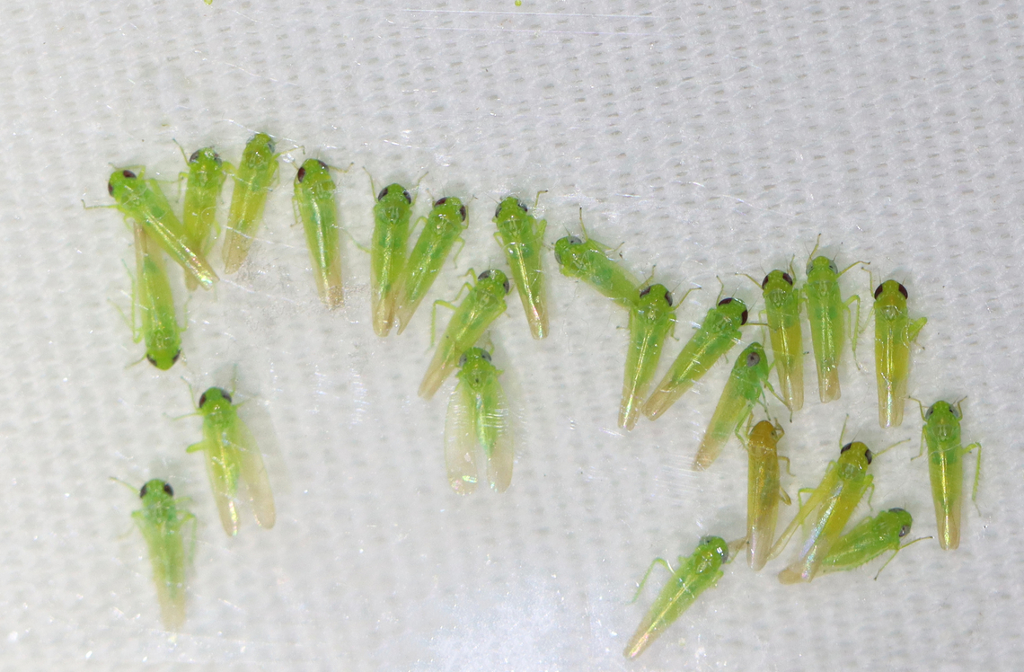 Potato Leafhopper - Empoasca fabae I had hundreds of these at my light each night for much of July. Empoasca,Empoasca fabae,Geotagged,Potato Leafhopper,Summer,United States,leafhopper