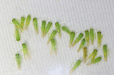 Potato Leafhopper - Empoasca fabae I had hundreds of these at my light each night for much of July. Empoasca,Empoasca fabae,Geotagged,Potato Leafhopper,Summer,United States,leafhopper