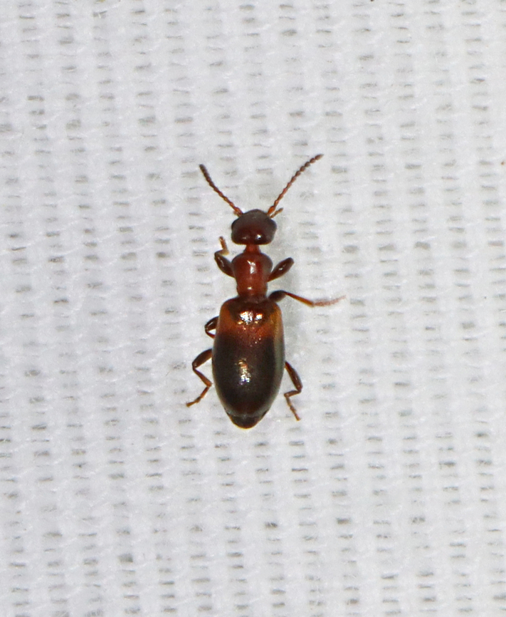 Predator Beetle - Omonadus floralis Attracted to a 365+395 nm LED light Geotagged,Omonadus floralis,Summer,United States