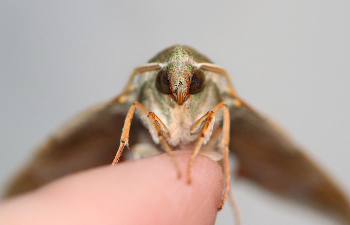 Virginia Creeper Sphinx - Darapsa myron Attracted to a 365+395 nm LED light Darapsa myron,Geotagged,Summer,United States,Virginia creeper sphinx moth
