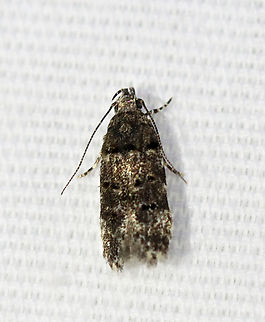 White-banded telphusa moth