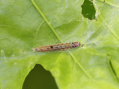 Antaeotricha osseella