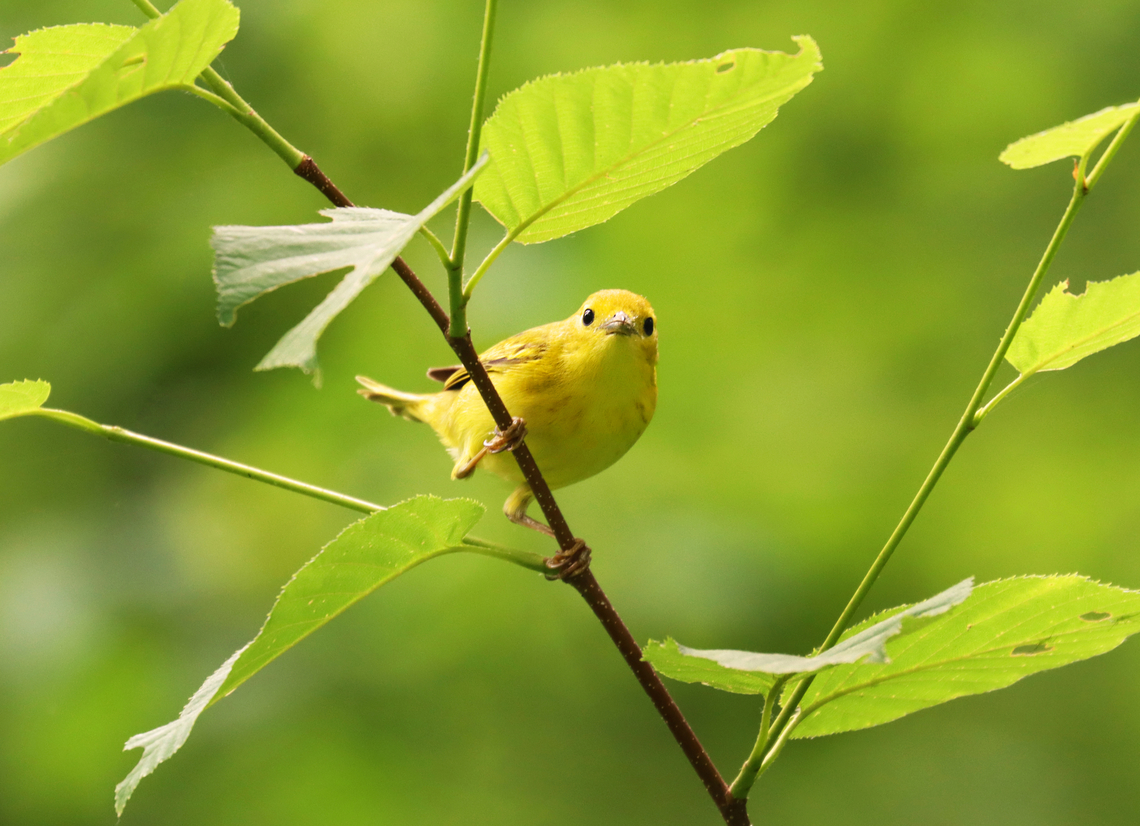 Yellow Warbler - Setophaga petechia Habitat: Mixed forest Geotagged,Setophaga,Setophaga petechia,Spring,United States,Yellow Warbler,warbler