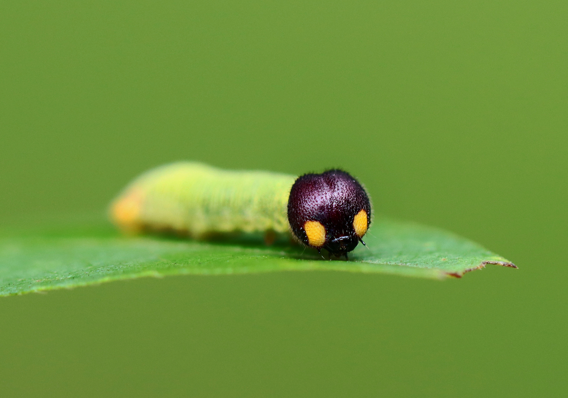 Silver-spotted Skipper - Epargyreus clarus Habitat: There were 5-10 making shelters on vegetation beside a pond. Epargyreus,Epargyreus clarus,Geotagged,Silver-spotted Skipper,Summer,United States,caterpillar,larva