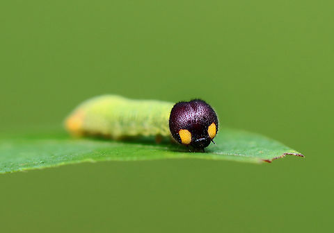 Silver-spotted Skipper - Epargyreus clarus Habitat: There were 5-10 making shelters on vegetation beside a pond. Epargyreus,Epargyreus clarus,Geotagged,Silver-spotted Skipper,Summer,United States,caterpillar,larva