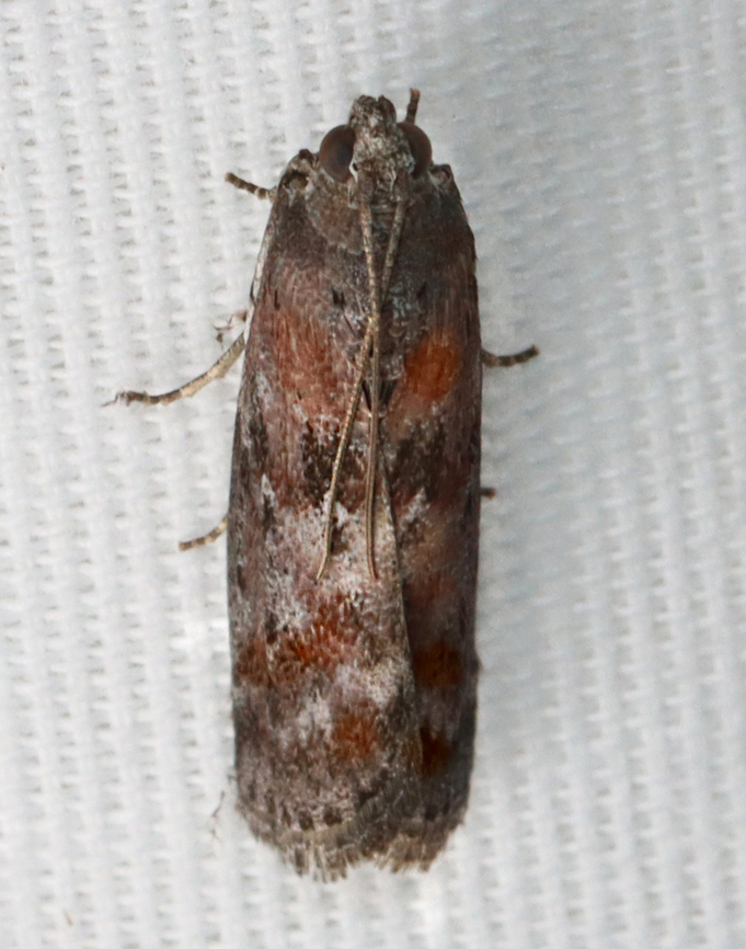 Black-spotted Leafroller - Sciota virgatella *Species is tentative Geotagged,Sciota,Sciota virgatella,Summer,United States