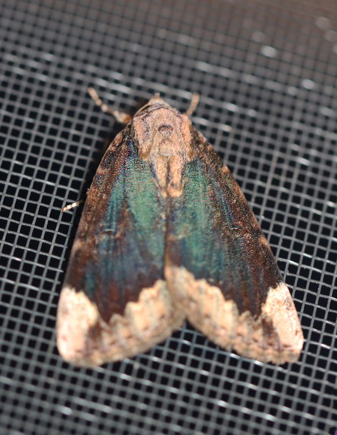 Betrothed Underwing - Catocala innubens It had really beautiful iridescence.<br />
<br />
Habitat: Attracted to a 365+395 nm LED; semi-rural area Betrothed Underwing,Catocala,Catocala innubens,Geotagged,Summer,United States