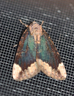 Betrothed Underwing - Catocala innubens It had really beautiful iridescence.

Habitat: Attracted to a 365+395 nm LED; semi-rural area Betrothed Underwing,Catocala,Catocala innubens,Geotagged,Summer,United States